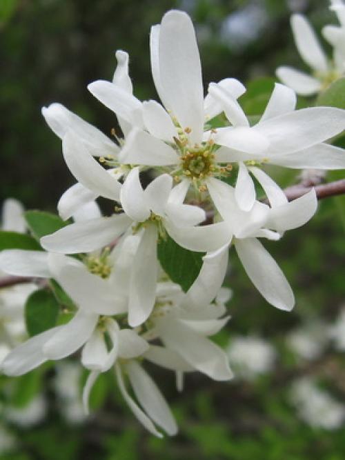 Название деревьев В России. Лиственные деревья и кустарники: названия и фото