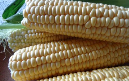 Лучшие сорта кукурузы сахарной для черноземья. Самые сладкие сорта и гибриды сахарной кукурузы для выращивания из семян