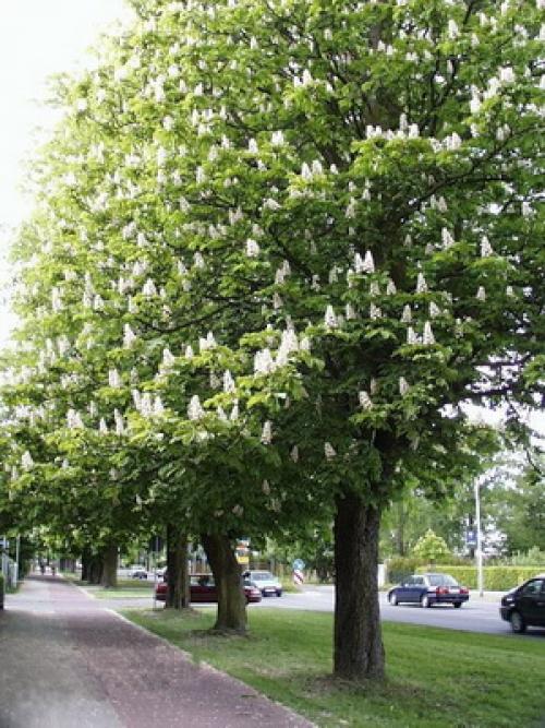 Название деревьев В России. Лиственные деревья и кустарники: названия и фото