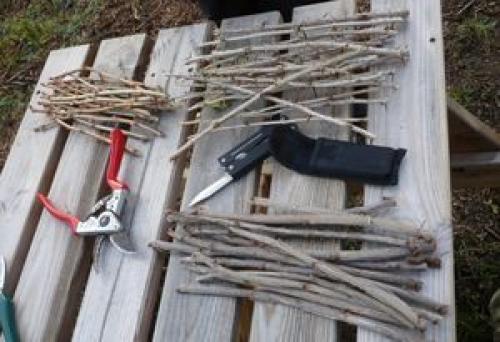 Черенкование смородины зимой. Размножение черной смородины черенками