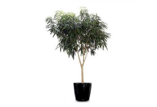 Фикус Амстел Кинг голд. Описание растения