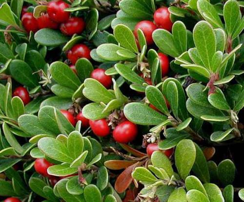 Комнатный цветок медвежьи ушки. Медвежьи ушки трава: описание, свойства и сфера применения