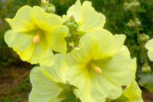 Мальва цветок. Описание