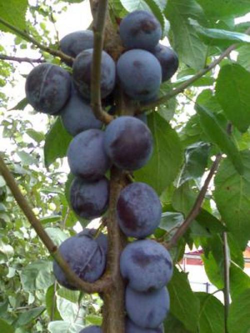 Плодовые деревья для сада. Выбор деревьев для сада