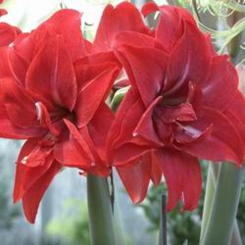 Когда можно пересаживать амариллисы в домашних. Амаралисовые цветы пересадка посадка