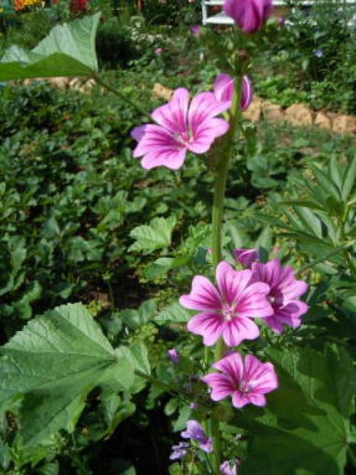 Мальва лесная гф. Мальва: красивая, лечебная, питательная