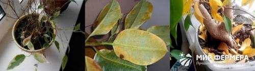 Почему у фикуса желтеют и сохнут листья. Почему желтеют листья у фикуса