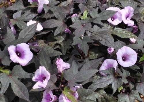 Комнатный цветок ипомея батат. Два способа посадки ипомеи батат и основы ухода за цветком