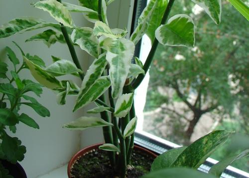 Почему осыпается фикус Бенджамина. Фикус бенджамина сбрасывает листья: почему и что делать?