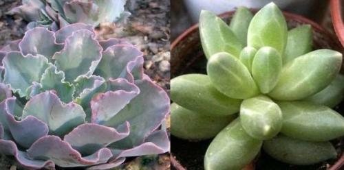 Эхеверия Черный принц уход. Эхеверия – каменная роза 