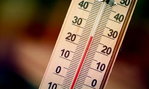 Можно ли держать тую в квартире. Уход за комнатной туей