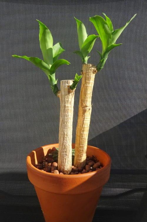 Как сделать толстый ствол у драцены. Особенности обрезки драцены