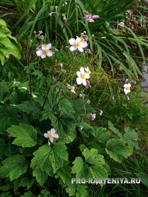 Анемона осенняя посадка и уход. Выращивание осенних анемон: посадка, уход, размножение. Осенние анемоны в саду