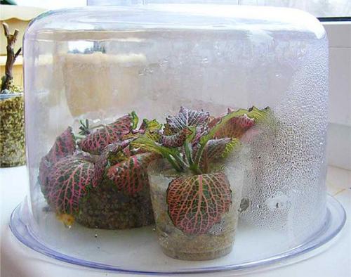 Грунт для пересадки фиттонии. Особенности размножения фиттонии