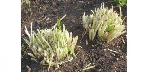 Лилейники отцвели, что делать дальше. Обрезка лилейников — подготовка растения к зиме