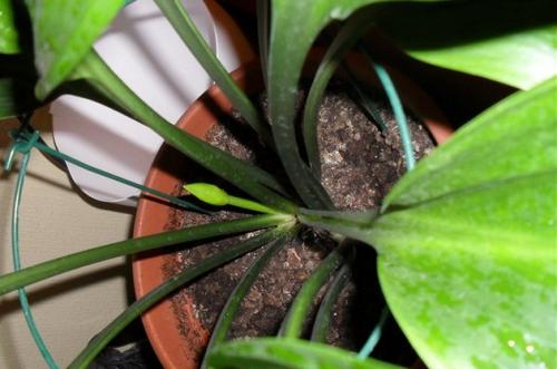 Как правильно вырастить эухарис. Эухарис: выращивание и уход в домашних условиях