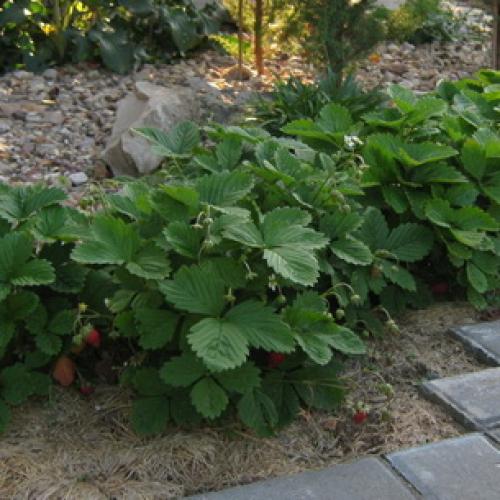 Когда рассаживать ремонтантную землянику безусую. Как размножить и ухаживать за ремонтантной безусой земляникой лучших сортов