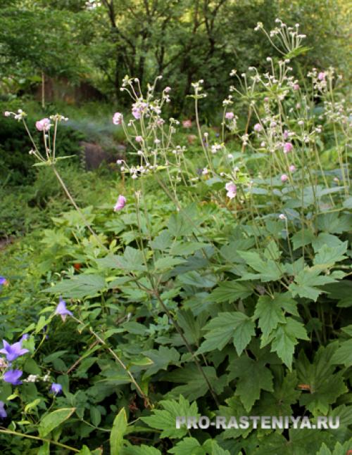 Анемона осенняя посадка и уход. Выращивание осенних анемон: посадка, уход, размножение. Осенние анемоны в саду