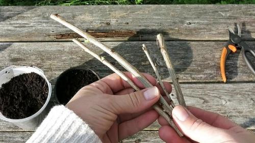 Черенкование смородины весной. Как размножать смородину зелеными и одревесневшими черенками?