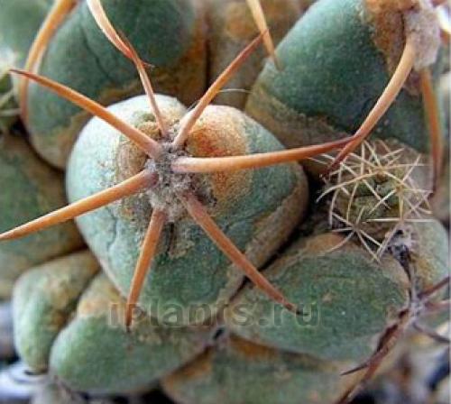 На, кактусе белый пух. Клещи на кактусах