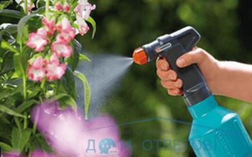 У молочая желтеют листья и опадают листья, что делать. Молочай: листья желтеют и опадают