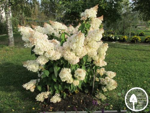 Гортензия метельчатая паникулата Грандифлора. Гортензия метельчатая Грандифлора, посадка и уход за любимицей от А до Я
