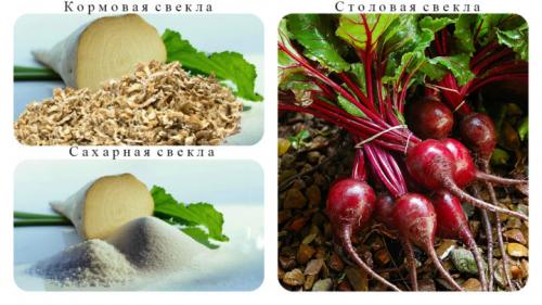 Одноростковая кормовая свекла сорта. Сорта кормовой свеклы