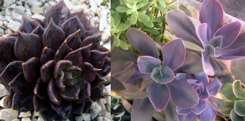 Эхеверия Черный принц уход. Эхеверия – каменная роза 