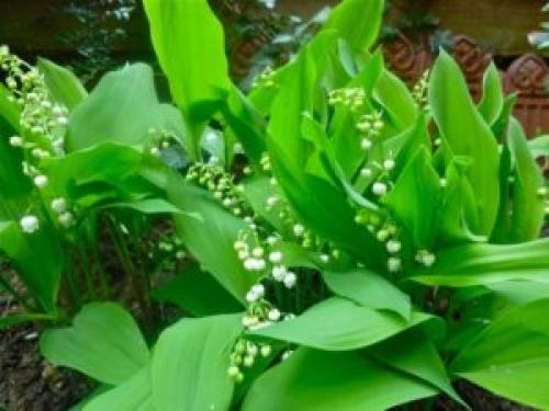 Ландыш майский ядовитое растение