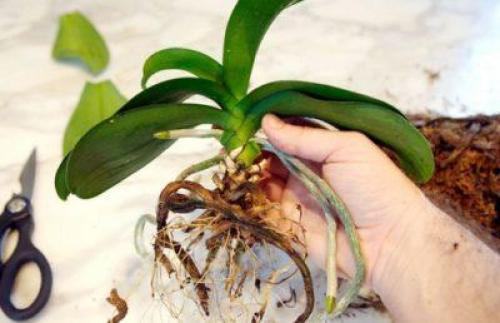 Нужно ли обрезать желтые корни у орхидеи. Нужно ли подрезать?