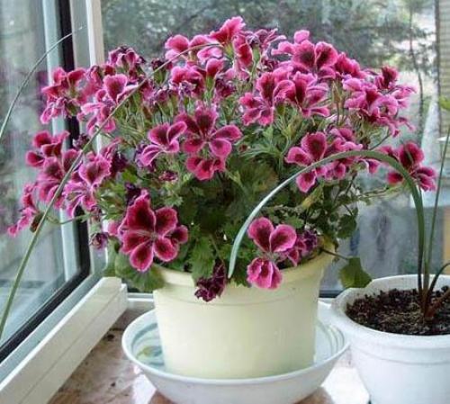 Королевская герань уход после покупки. Герань королевская: обрезка для пышного цветения, уход и размножение в домашних условиях