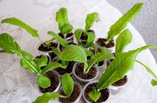 Стрептокарпус Размножение листом в домашних условиях. Самый простой способ размножения — деление куста