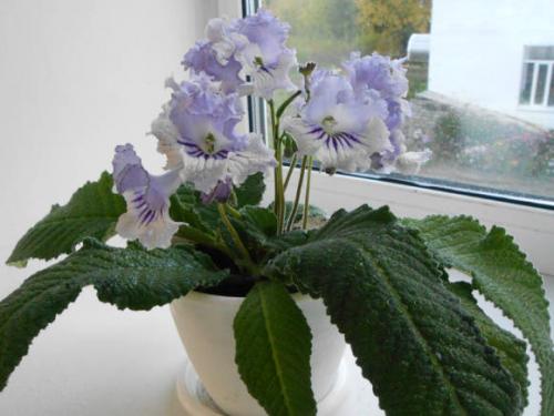 Стрептокарпус Размножение листом в воде. Стрептокарпус: размножение фрагментом листа