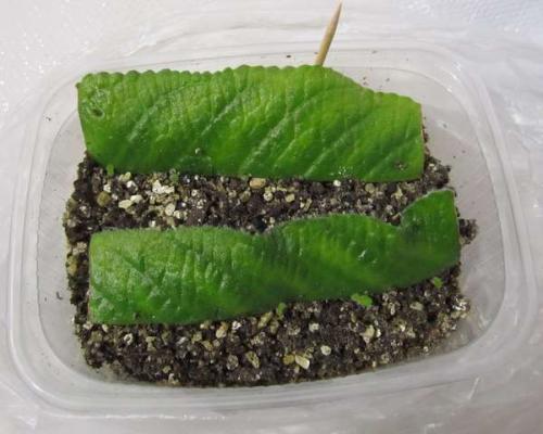 Стрептокарпус Размножение листом когда появляются всходы. Re: Размножение стрептокарпуса листом