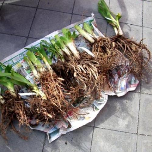 Пересадка лилейника осенью. Когда можно пересаживать лилейники