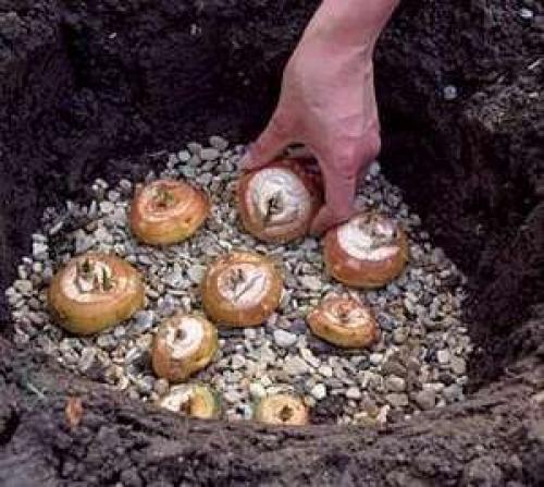 Посадка гладиолусов под зиму. Посадка гладиолусов осенью – с чего начинать?