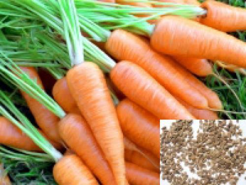 Как получить семена капусты и моркови. Как получить семена моркови