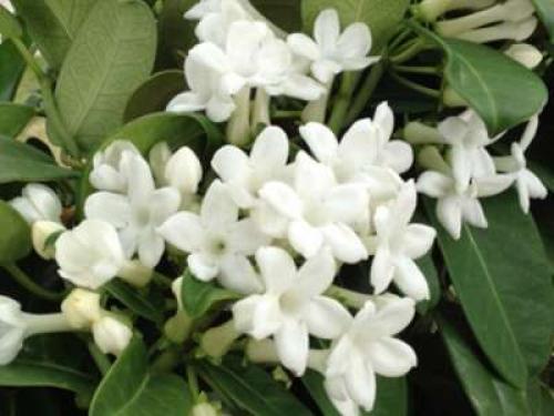 Желтеют листья стефанотиса, что делать?