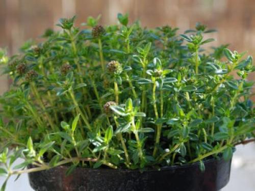 Чабер огородный Ароматный многолетний. Сорта и виды