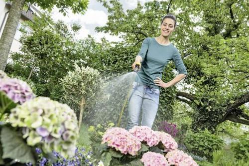 Почему у гортензии коричневеют цветы. Причины почернения листьев гортензии – пошаговая инструкция по лечению