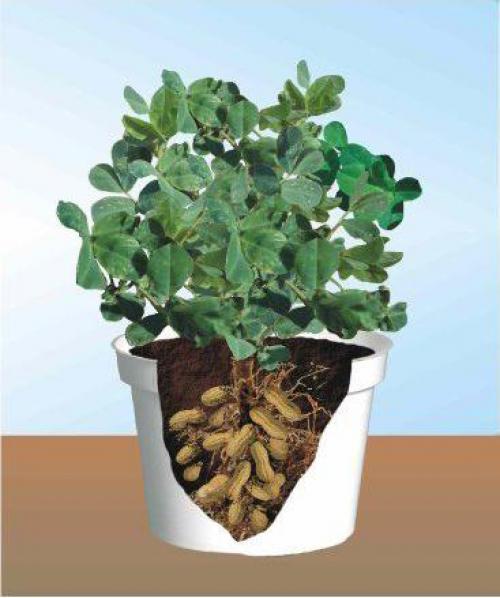 К чему относятся орехи арахис. Арахис - это орех или бобовые? Ка вырастить арахис?