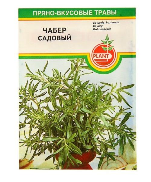 Как вырастить рассаду чабера. Чабер: посев семян на рассаду – когда и как высевать пряную травку