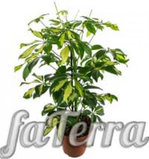 Schefflera arboricola уход. Шеффлера виды