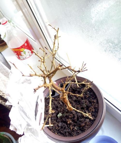 Почему опадают листья у комнатного мандарина. Почему у мандарина опадают листья? Лечение болезни