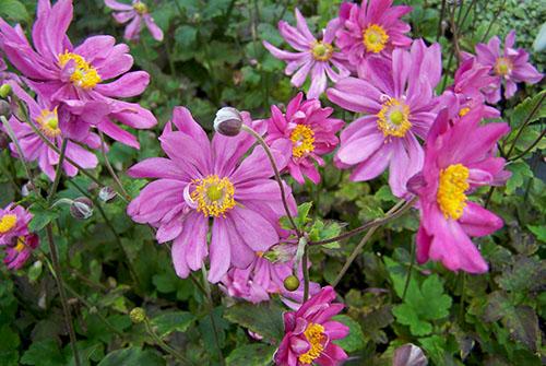 Выращиваем на даче различные виды и сорта анемонов