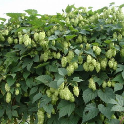 Как размножается хмель. Как выглядит лиана хмель и как она растет (с фото)