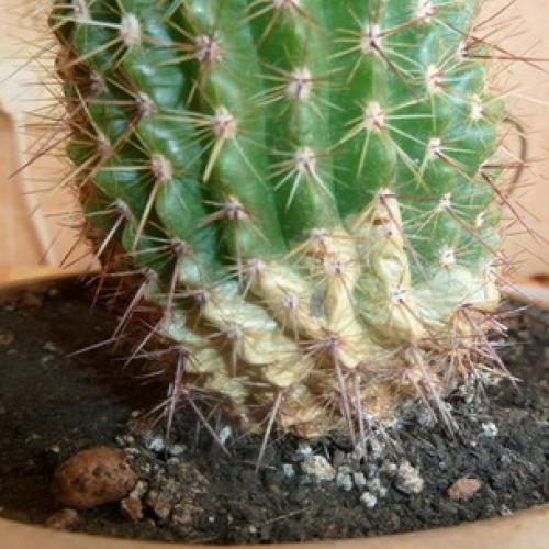 Кактус ржавчина. Как вылечить кактус от сухой и мокрой гнили