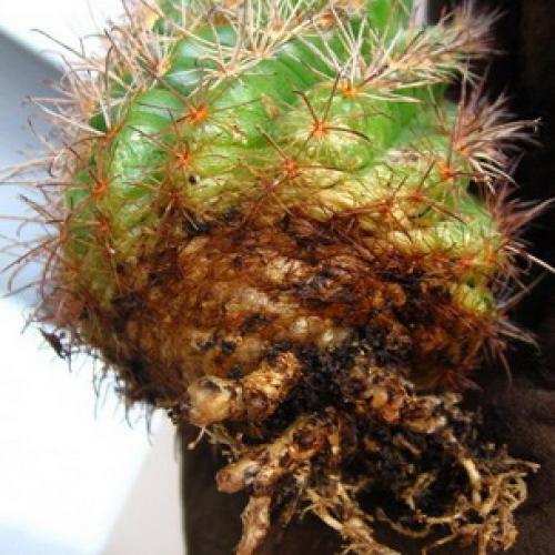 Кактус ржавчина. Как вылечить кактус от сухой и мокрой гнили