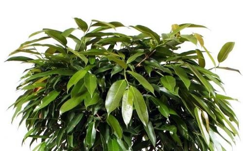 Фикус биннедика Амстел Кинг. Описание и история происхождения фикуса Амстел