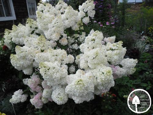 Гортензия метельчатая паникулата Грандифлора. Гортензия метельчатая Грандифлора, посадка и уход за любимицей от А до Я
